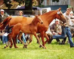 broodmare Waleska (Hanoverian, 1991, from Watzmann)