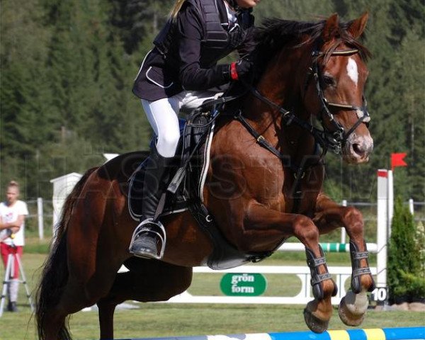 horse Ricarda (German Riding Pony, 2003, from Kooihuster Wessel)