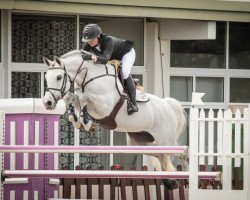 stallion Der Senaat 111 (Belgian Warmblood, 2003, from President)