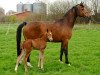 broodmare Aida (Hanoverian, 2007, from Abke 4)