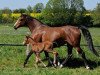 broodmare Arabella (Hanoverian, 2004, from Acorado I)