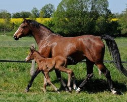 broodmare Arabella (Hanoverian, 2004, from Acorado I)