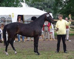 broodmare Concetta (Hanoverian, 2002, from Contendro I)