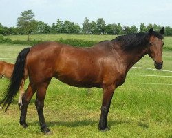 jumper Cosima 90 (Hanoverian, 1995, from Contender)