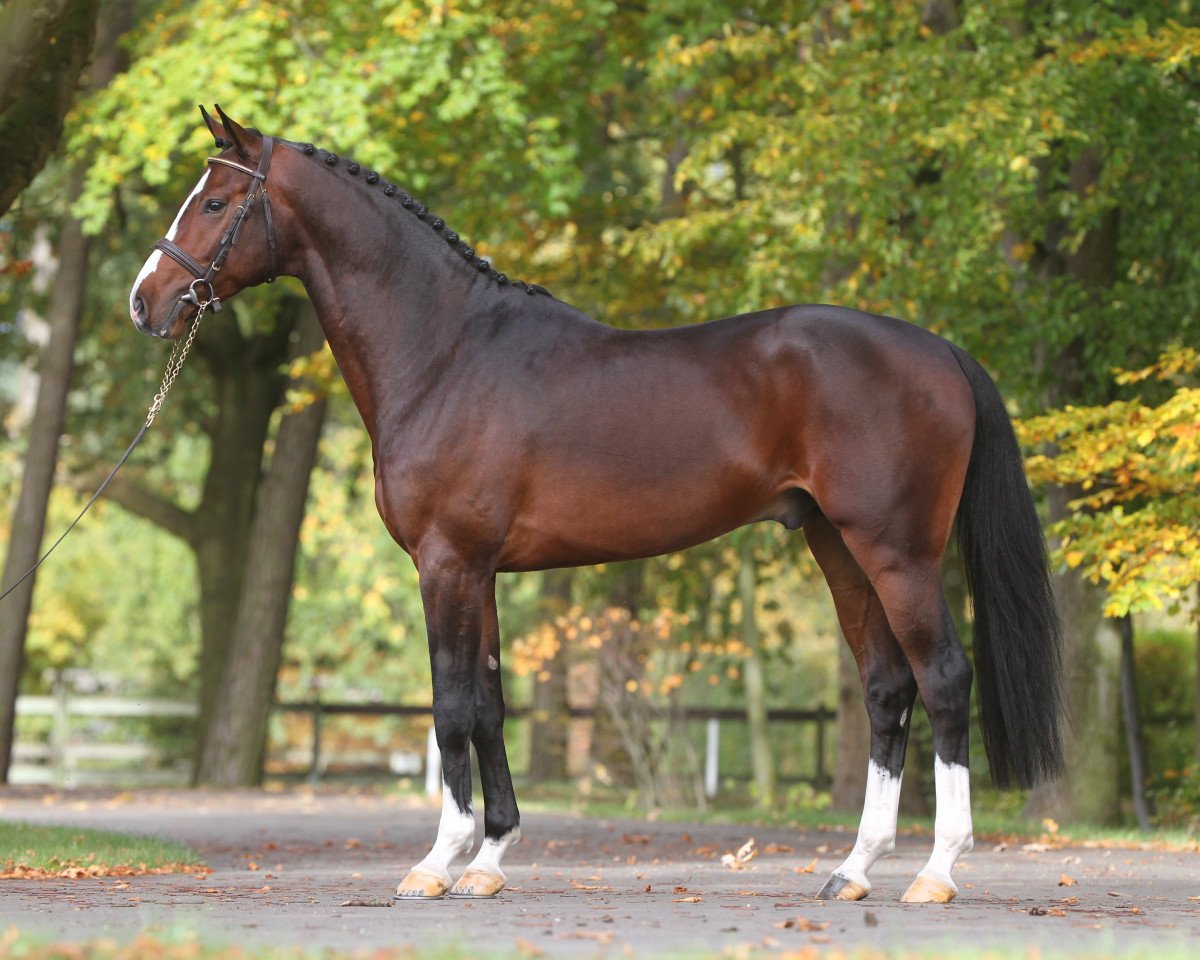 stallion Chellsini Z (Zangersheide riding horse, 2009, from Chellano Z)