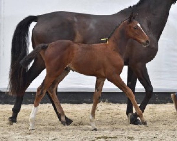 jumper Cosmo Z (Zangersheide riding horse, 2014, from Chellsini Z)