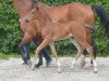 jumper Exxon de Carmel Z (Zangersheide riding horse, 2016, from Emerald van 't Ruytershof)