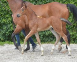 jumper Exxon de Carmel Z (Zangersheide riding horse, 2016, from Emerald van 't Ruytershof)