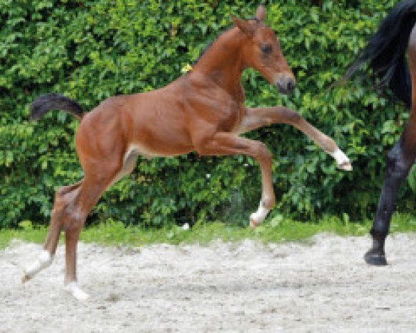 jumper Goubalou Z (Zangersheide riding horse, 2016, from George Z)