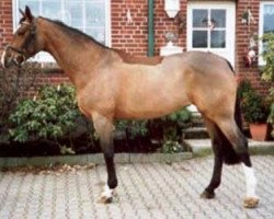 broodmare Utima (Oldenburg, 1995, from Argentinus)