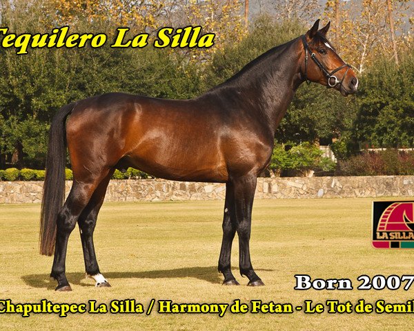 Springpferd Tequilero Ls La Silla (Selle Français, 2007, von Fergar Mail)
