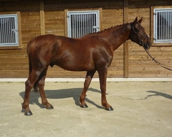 Pferd Viquero de Fetan (Selle Français, 2009, von Fergar Mail)