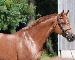 stallion Campo Flamingo Z (Zangersheide riding horse, 2000, from Chellano Z)