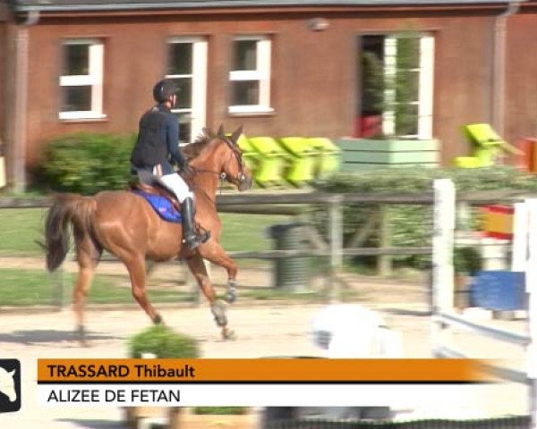 Pferd Alizee de Fetan (Selle Français, 2010, von Campo Flamingo Z)