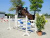 jumper Class de Light Hu (Oldenburg show jumper, 2010, from Calato)