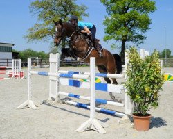 jumper Class de Light Hu (Oldenburg show jumper, 2010, from Calato)