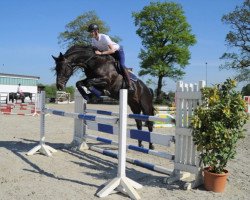 jumper Canbertin (Holsteiner, 2011, from Canturo)