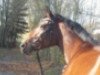 dressage horse Rock me Lady (Westphalian, 2001)