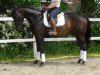 dressage horse Frida (Hanoverian, 2013, from Fürst Nymphenburg)