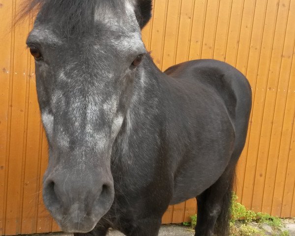 Pferd Prinz 494 (Pony ohne Rassebezeichnung, 1989)