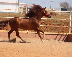 Pferd Taconero (Pura Raza Espanola (PRE), 2013)