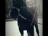 dressage horse In Memoriam 2 (Hanoverian, 2010, from Imperio 3)