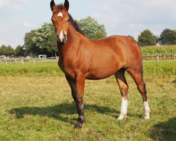 Zuchtstute Henny (Freiberger, 2016)