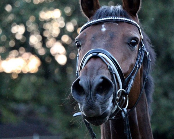 dressage horse Diavolo 180 (Hanoverian, 2007, from Dancier)