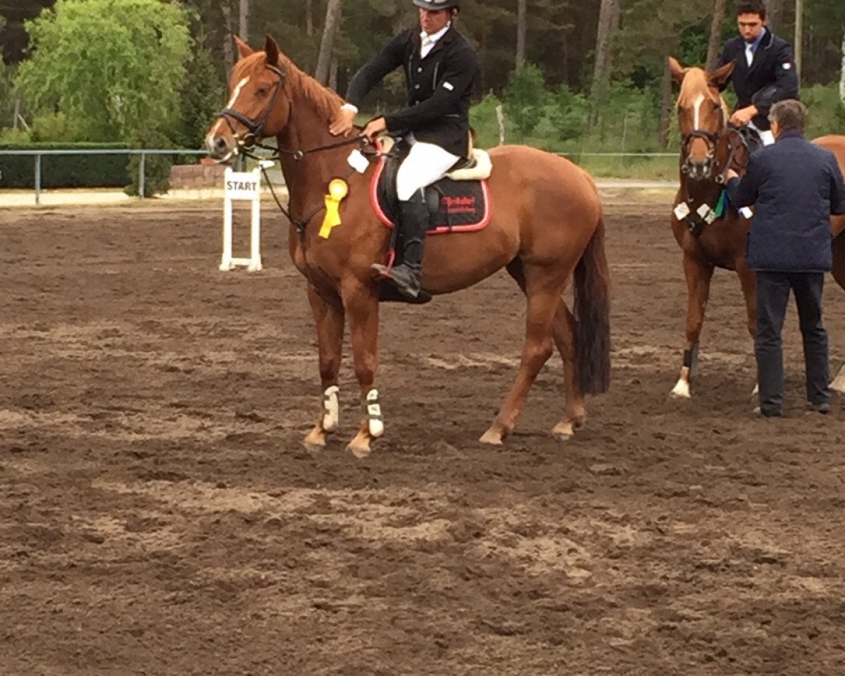 jumper Pietsches (German Sport Horse, 2009, from Pasco)