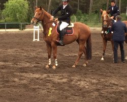 jumper Pietsches (German Sport Horse, 2009, from Pasco)