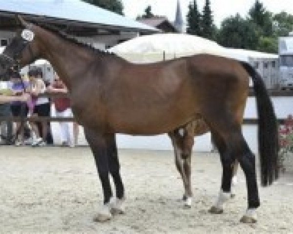 broodmare Operette Incipit (Bavarian, 1992, from Lord Calando)