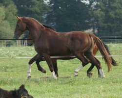 jumper Hylanderhof's Vulkano II (Hanoverian, 2010, from Voltaire)