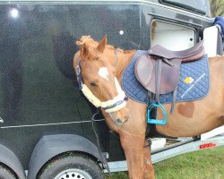 jumper Colonelson 2 (German Riding Pony, 2001, from Colonel)