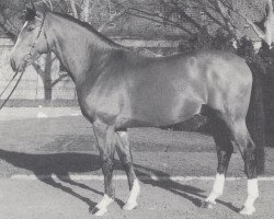 stallion Avocado (Westphalian, 1988, from Apart)