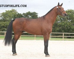 stallion Suliman de Fetan (Selle Français, 2006, from Dollar de la Pierre)