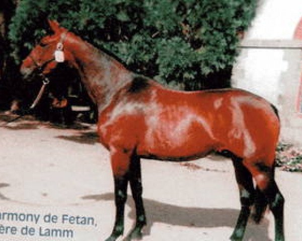 Zuchtstute Harmony de Fetan (Selle Français, 1995, von Le Tôt de Semilly)