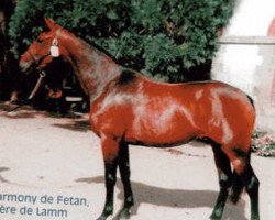 Zuchtstute Harmony de Fetan (Selle Français, 1995, von Le Tot de Semilly)