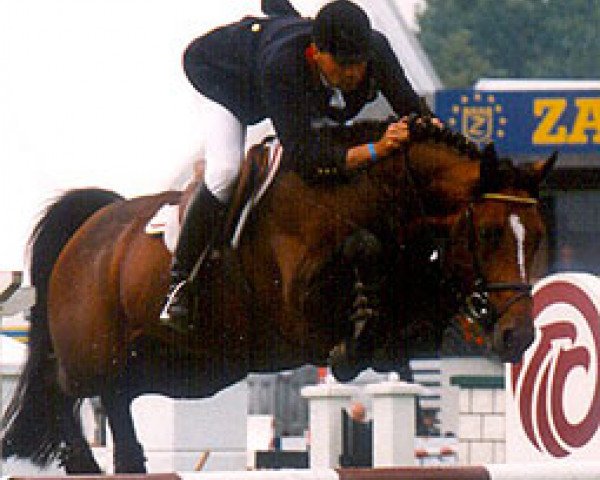 stallion Easy Star (Selle Français, 1992, from Ulior des Isles)