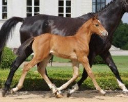 jumper Vespucci de Hus Z (Zangersheide riding horse, 2016, from Vigo d'Arsouilles)