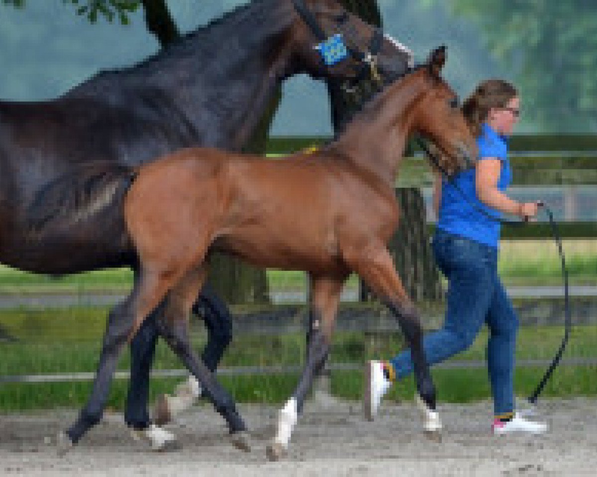 jumper Verdi Fe de la Croix Renaard (Zangersheide riding horse, 2016, from Verdi)