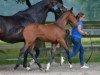 jumper Verdi Fe de la Croix Renaard (Zangersheide riding horse, 2016, from Verdi)