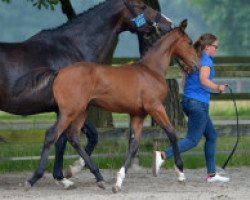 jumper Verdi Fe de la Croix Renaard (Zangersheide riding horse, 2016, from Verdi)