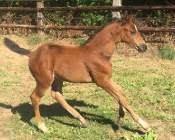 Springpferd Tiago de Fetan Z (Zangersheide Reitpferd, 2016, von Taalex)