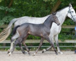 jumper Sacha Z (Zangersheide riding horse, 2016, from Stakkato)