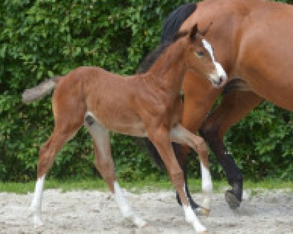 Springpferd Quew Z (Zangersheide Reitpferd, 2016, von Quickly de Kreisker)