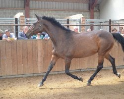 broodmare Orissa M (KWPN (Royal Dutch Sporthorse), 1996, from Quidam de Revel)