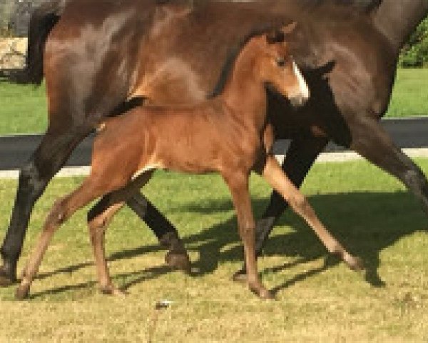 Springpferd New Verdi de Kreisker Z (Zangersheide Reitpferd, 2016, von Numero Uno)