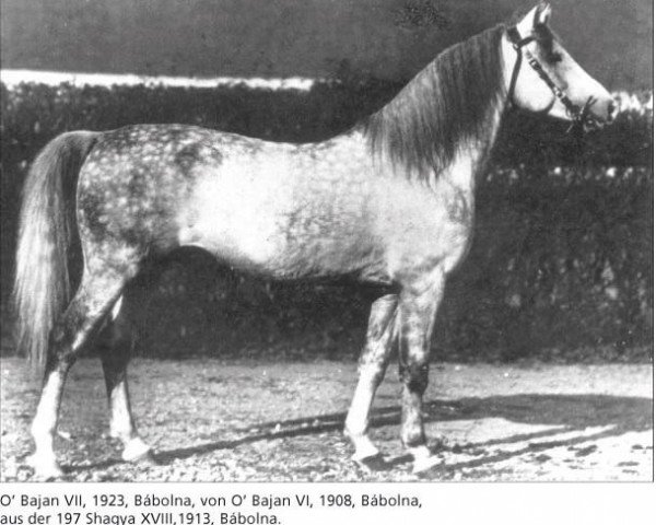 stallion O'Bajan VII (Shagya Arabian, 1923, from O'Bajan VI)