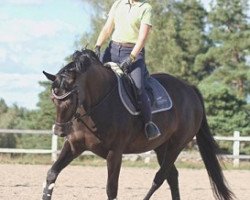 dressage horse Odd Molly F (F2) (Swedish Warmblood, 2011, from Firenze)