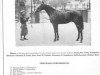 stallion Majano xx (Thoroughbred, 1937, from Deiri xx)